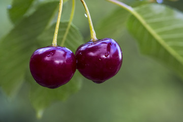 Cherries on a tree branch