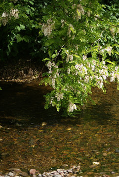 Baum an der Ahr