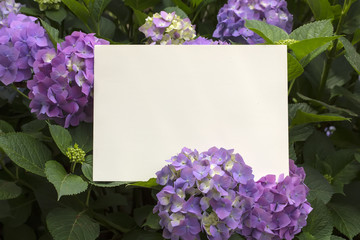 Paper note in hydrangea flowers
