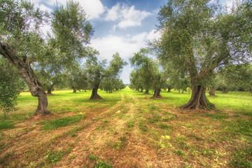 Uliveto,paesaggio toscano