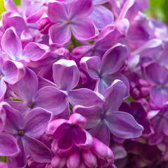 Naklejka na ściany i meble Beautiful spring lilac flowers ,toned image