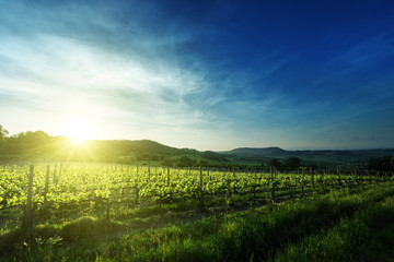 Obraz premium Vineyard in Tuscany, Italy