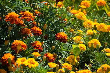 Бархатцы в саду.