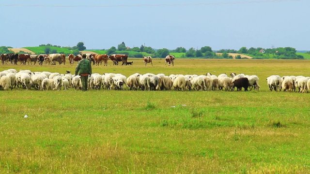 a flock of sheep and cows in the pasture