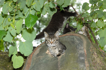 Kitten peeks out of the den. Wildcat