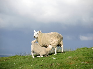 Obraz premium La tétée de l'agneau