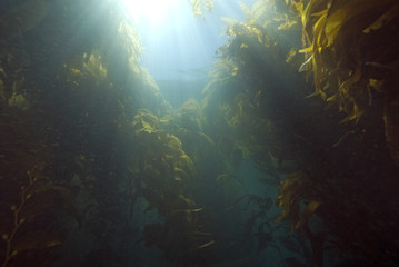 Seaweed at California Underwater Kelp Forest