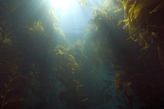 Fototapeta Seaweed at California Underwater Kelp Forest