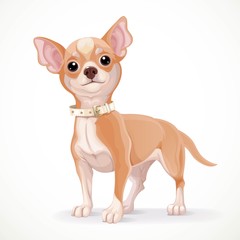 Cute little chihuahua dog vector illustration isolated on white