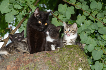 Wild cat with kittens