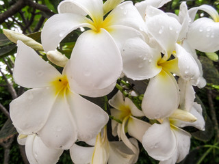 White flowers in the park at Banglamung Chonburi Thailand