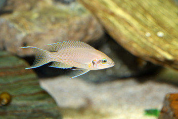 Princess cichlid (Neolamprologus brichardi )