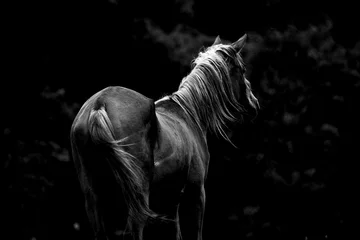 Gordijnen Monochroom paard © makieni