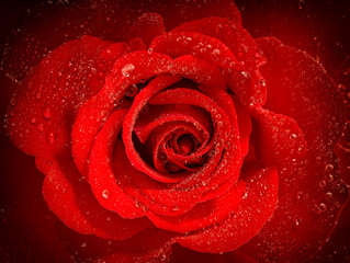 Red rose flower with water drops. Holidays greetings card