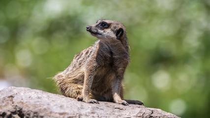 Meerkat