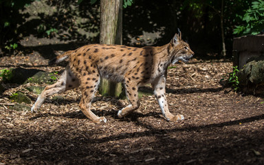 Lynx