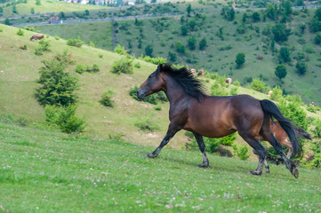 Wild stallion run on pasture at summer evening against mountains