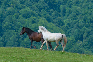 black and white horses. Wild stallion run on pasture at summer