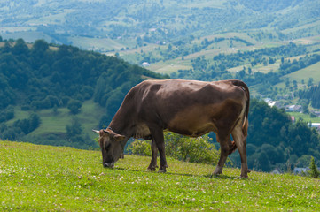 The cow is grazed on a green field.