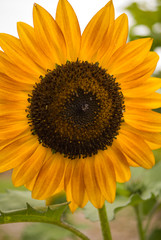 Obraz premium Sunflowers