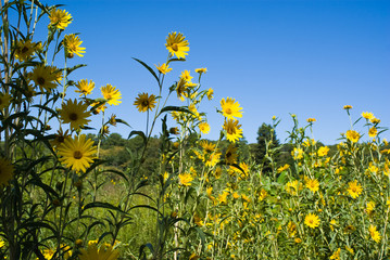 Sunflowers