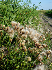 Hungary thistle (Carduus collinus)