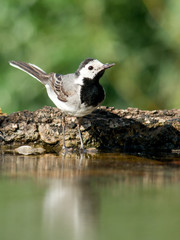 Wagtail groove.