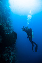 Fototapeta na wymiar underwater photography photographer diver scuba diving bunaken indonesia reef ocean