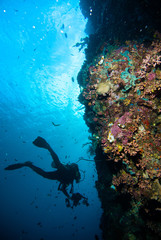 diver blue water scuba diving bunaken indonesia sea reef ocean