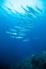 Küchenrückwand glas motiv mackerel barracuda kingfish diver blue scuba diving bunaken indonesia ocean © fenkieandreas