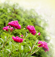 Beautiful Peonies on blurred garden background