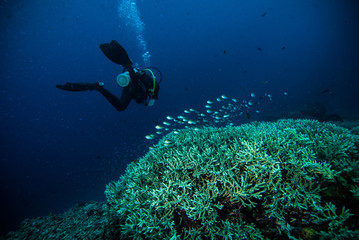 Naklejka na ściany i meble diver blue water scuba diving bunaken indonesia sea reef ocean