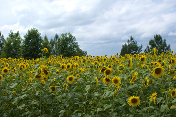 Fototapeta premium Sunflower Field
