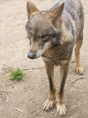 LOBO LOBOS PELAJE ESPAÑA