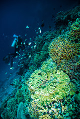 diver blue water scuba diving bunaken indonesia sea reef ocean