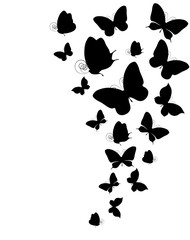 Fototapeta premium butterflies design