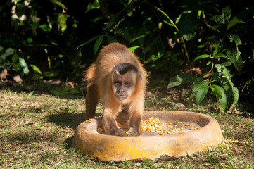 Small monkey in Bonito, Pantanal, Brazil