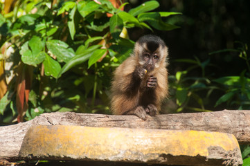 Small monkey in Bonito, Pantanal, Brazil