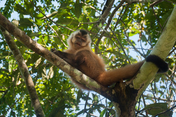 Small monkey in Bonito, Pantanal, Brazil