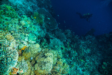 Plakat diver blue water scuba diving bunaken indonesia sea reef ocean