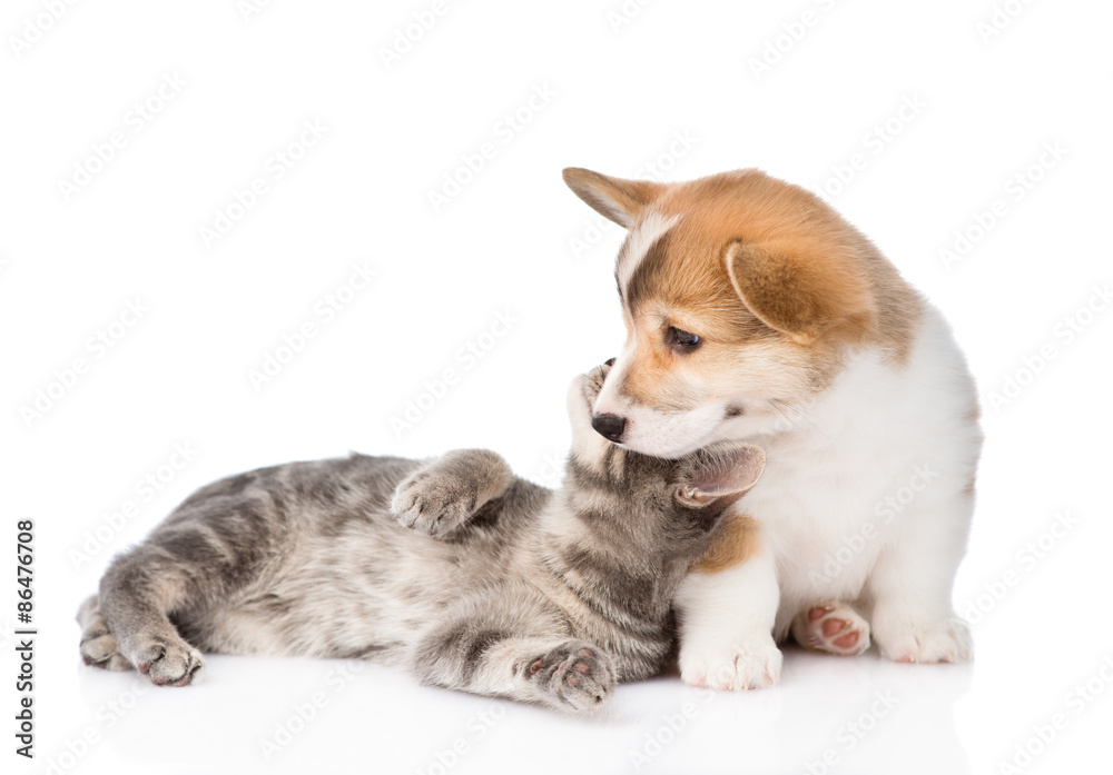 Wall mural cat playing with a dog. isolated on white background