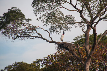 Fototapeta na wymiar Jabiru bird watching his nest in Pantanal, Brazil