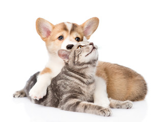 Pembroke Welsh Corgi puppy hugging cat. isolated on white backgr