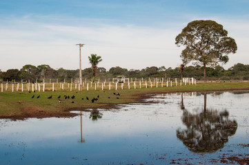 Landscapes in the South Pantanal of Brazil