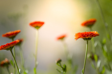 Orange flowers in the morning light