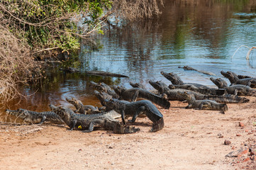 Caimans, in the South Pantanal of Brazil
