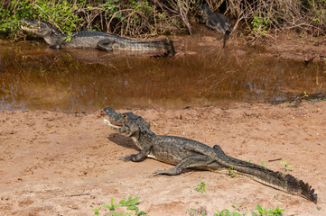 Caimans, in the South Pantanal of Brazil