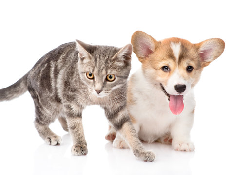 cat and dog together. isolated on white background