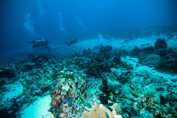 Naklejka na ściany i meble diver blue water scuba diving bunaken indonesia sea reef ocean