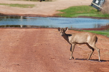 Brown Brucket in the South of Pantanal, Brazil